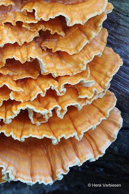 Laetiporus sulphureus - Zwavelzwam 13.JPG