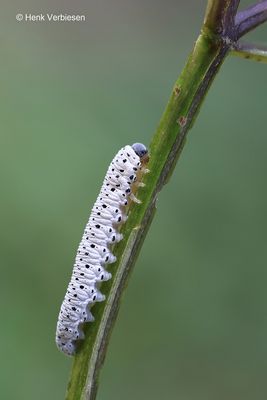 Tenthredo scrophulariae - Helmkruidbladwesp 10.JPG