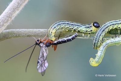 Sawfly parasitoids