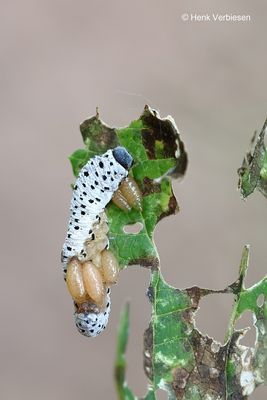 Tenthredo scrophulariae - Helmkruidbladwesp 1.JPG