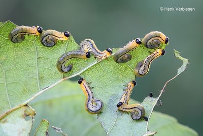 Hemichroa crocea 2.JPG