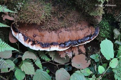 Ganoderma adspersum - Dikrandtonderzwam 12.JPG