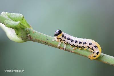 Craesus septentrionalis - Elzenbladwesp 6.JPG