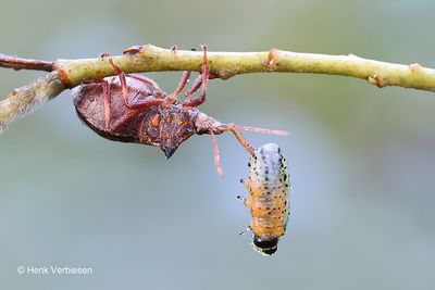 Pentatomidae - Schildwantsen