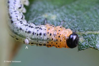 Nematus miliaris - Weidebladwesp 2.JPG