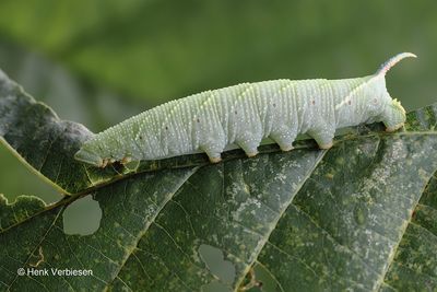 Sphingidae - Pijlstaarten