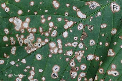 Sclerotiniaceae