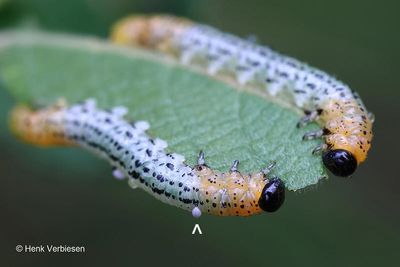 Nematus miliaris - Weidebladwesp 1.JPG