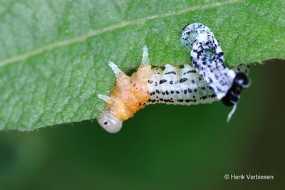 Nematus miliaris - Weidebladwesp 9.JPG