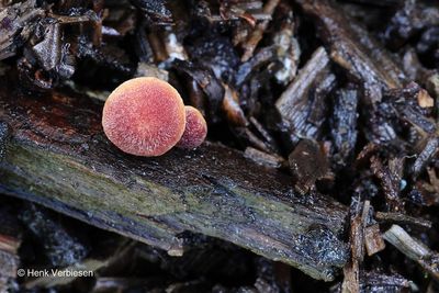Gymnopilus dilepis - Koningsmantelvlamhoed 1.JPG