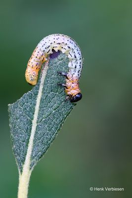 Nematus miliaris - Weidebladwesp 5.JPG