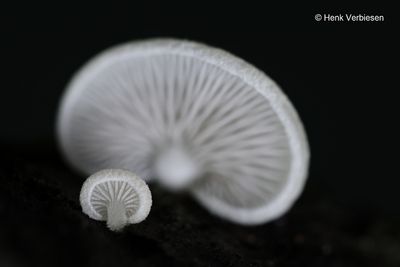 Crepidotus mollis - Week Oorzwammetje 5.JPG