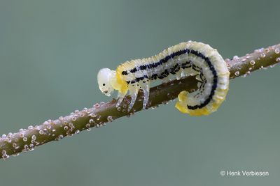 Hemichroa crocea 6.JPG