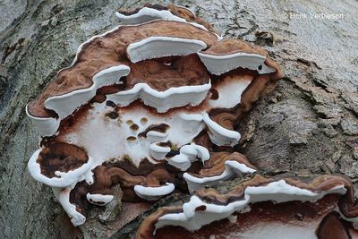 Ganoderma adspersum - Dikrandtonderzwam 11.JPG