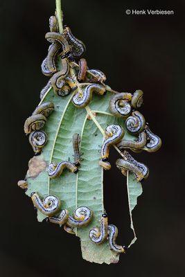 Hemichroa crocea 1.JPG