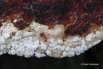 Hypocrea farinosa - Melige Kussentjeszwam 2.JPG
