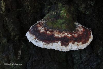 Hypocrea farinosa - Melige Kussentjeszwam 1.JPG