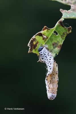 Tenthredo scrophulariae - Helmkruidbladwesp 2.JPG