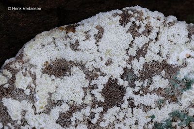 Hypocrea farinosa - Melige Kussentjeszwam 3.JPG