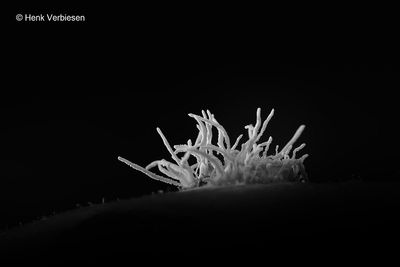 Gibellula leiopus - Geelwitte Spinnendoder 2.JPG