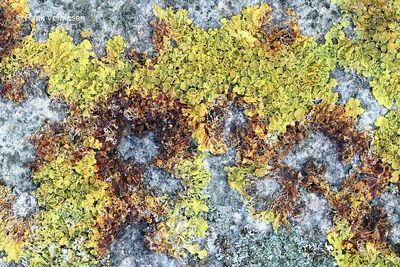 Phaeosphaeriaceae