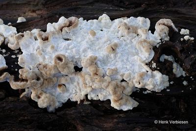Trametes versicolor - Gewoon Elfenbankje 9.JPG