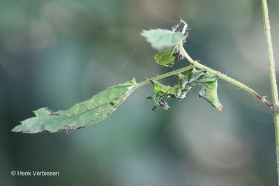 Abrostola triplasia - Donker Brandnetelkapje.JPG