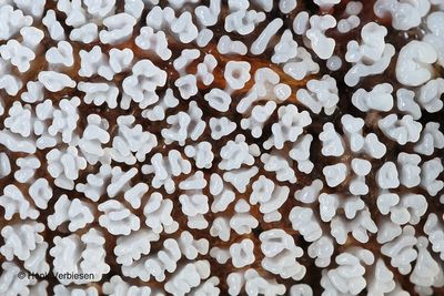 Slime molds
