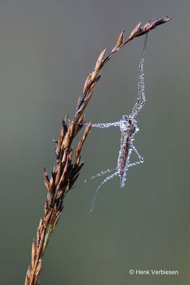 Tipula confusa - Contrastwolkvleugel.JPG