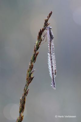 Sympecma fusca - Bruine Winterjuffer 2.JPG