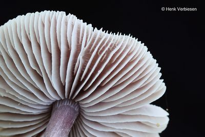 Mycena pura - Gewoon Elfenschermpje.JPG