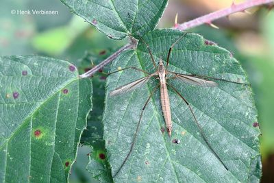 Tipula paludosa - Gazonlangpootmug.JPG
