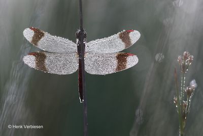 Sympetrum pedemontanum - Bandheidelibel 4.JPG