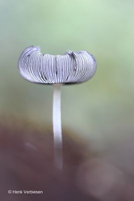 Coprinopsis lagopus - Hazenpootje 2.JPG