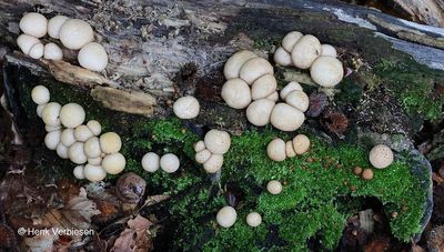 Agaricaceae