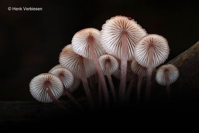 Mycena haematopus - Grote Bloedsteelmycena 5.JPG
