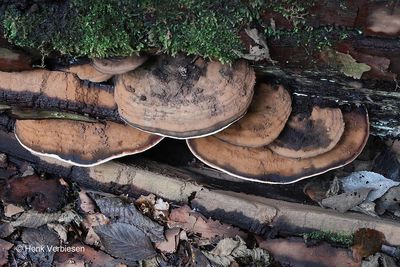 Ganoderma lipsiense - Platte Tonderzwam 1.JPG