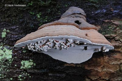 Ganoderma lipsiense - Platte Tonderzwam 2.JPG
