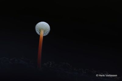 Mycena crocata - Prachtmycena 10.JPG