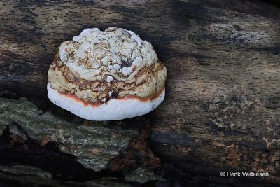 Fomes fomentarius - Echte Tonderzwam 9.JPG