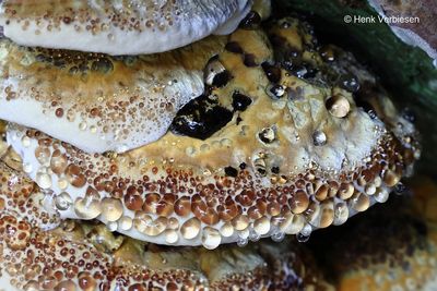 Mensularia radiata - Elzenweerschijnzwam 3.JPG