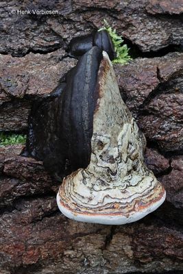Fomes fomentarius - Echte Tonderzwam 13.JPG