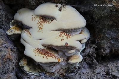 Mensularia radiata - Elzenweerschijnzwam 1.JPG