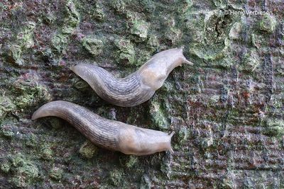 Lehmannia marginata - Bos-aardslak 1.JPG