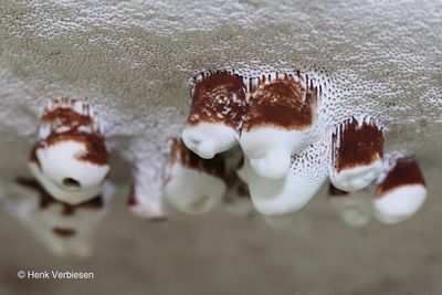 Ganodermataceae