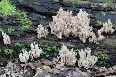 Artomyces pyxidatus - Kroontjesknotszwam 1.JPG