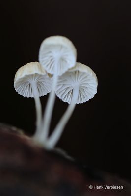 Roridomyces roridus - Slijmsteelmycena.JPG
