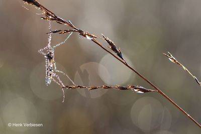 Tipula spec. - Langpootmug onbekend 2.JPG