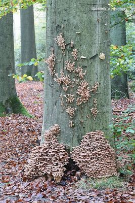 Armillaria ostoyae - Sombere Honingzwam 1.JPG