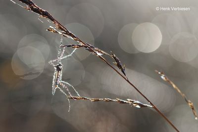Tipula spec. - Langpootmug onbekend 1.JPG